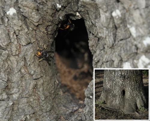Vespa velutina